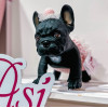 Piesek Lily Buldog Francuski Asi 0617240					